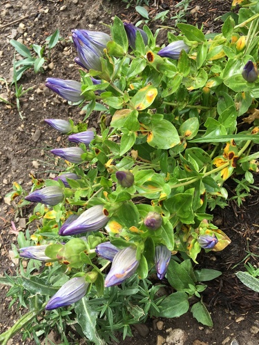 Mountain Bog Gentian (Gentiana calycosa)