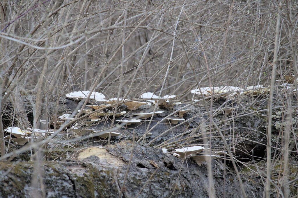 Trametes aesculi · March 2026 · photo: © familiarjumpingspider (iNaturalist, cc-by)