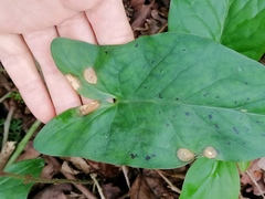 Puccinia sessilis