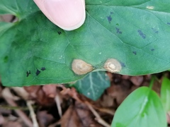 Puccinia sessilis