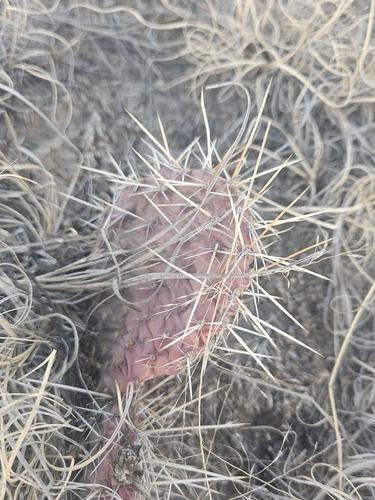 Grassland Pricklypear (Opuntia cymochila)