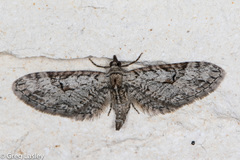 Eupithecia bolterii