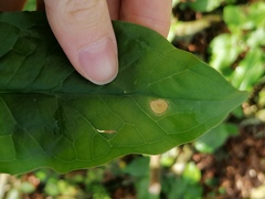 Puccinia sessilis