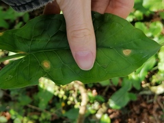 Puccinia sessilis