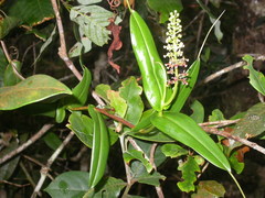 Nepenthes tentaculata