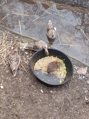 Rat photographed near here on 2026-03-13