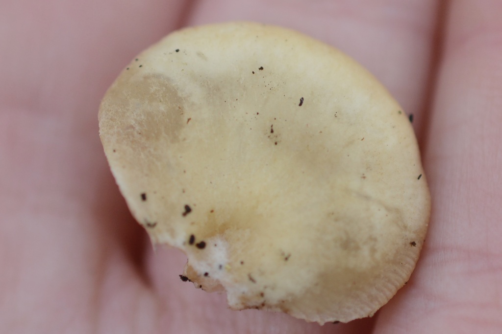 Crepidotus mollis · March 2026 · photo: © cryptomarasmius (iNaturalist, cc-by)