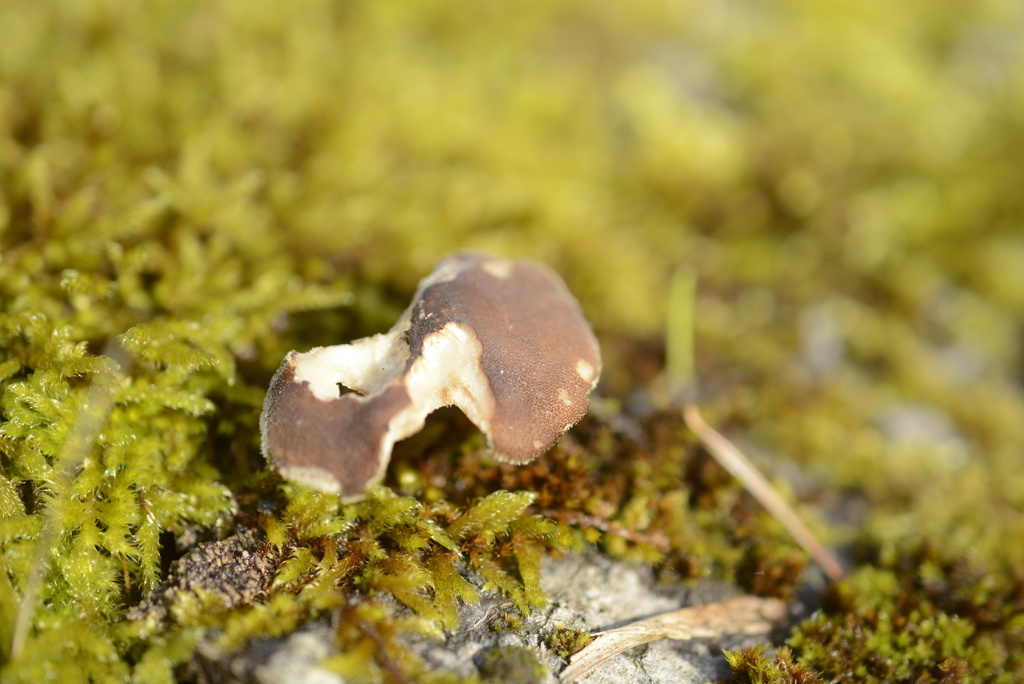 Lentinus brumalis · March 2026 · photo: © cryptomarasmius (iNaturalist, cc-by)