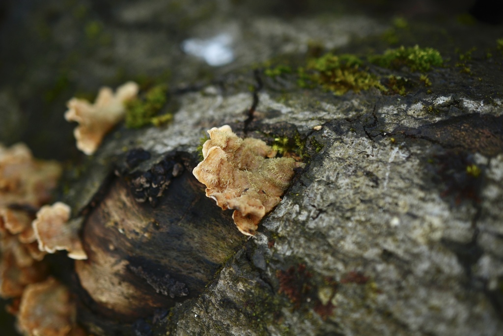 Stereum hirsutum · March 2026 · photo: © cryptomarasmius (iNaturalist, cc-by)
