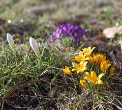 Crocus flavus