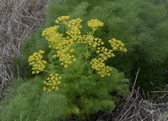 Prangos ferulacea