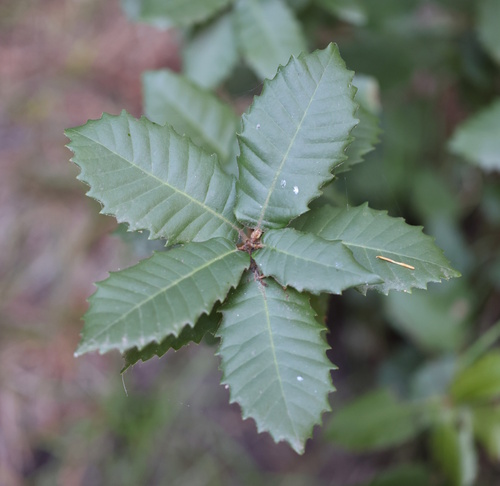 Notholithocarpus densiflorus