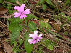 Impatiens kinabaluensis