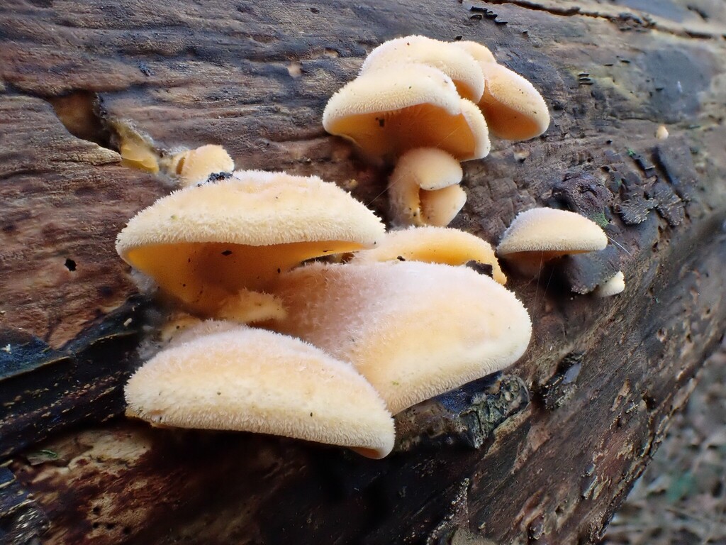 Phyllotopsis nidulans · January 2026 · photo: © anita712 (iNaturalist, cc0)