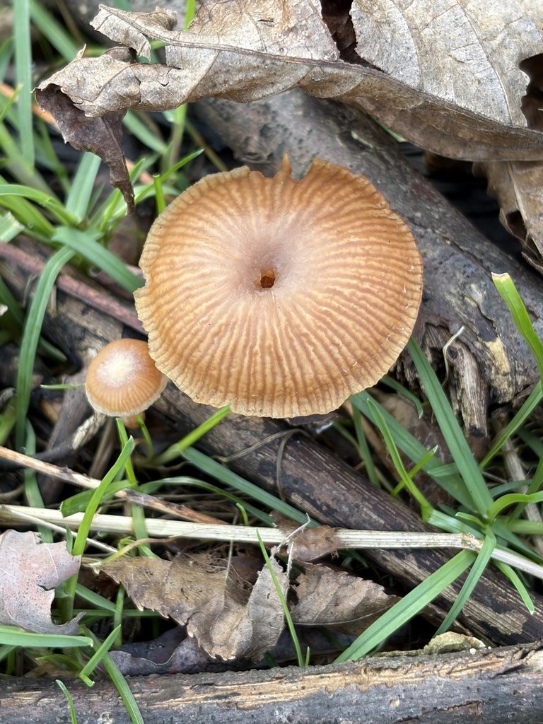 Tubaria furfuracea · March 2026 · photo: © julietrav24 (iNaturalist, cc-by)
