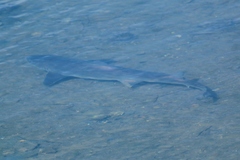Mustelus californicus