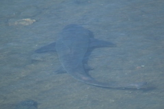 Mustelus californicus