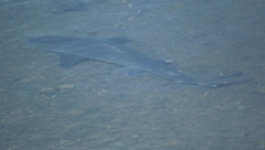Mustelus californicus
