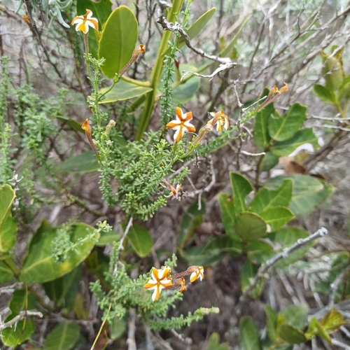 Crossed Jaybee (Jamesbrittenia albomarginata)