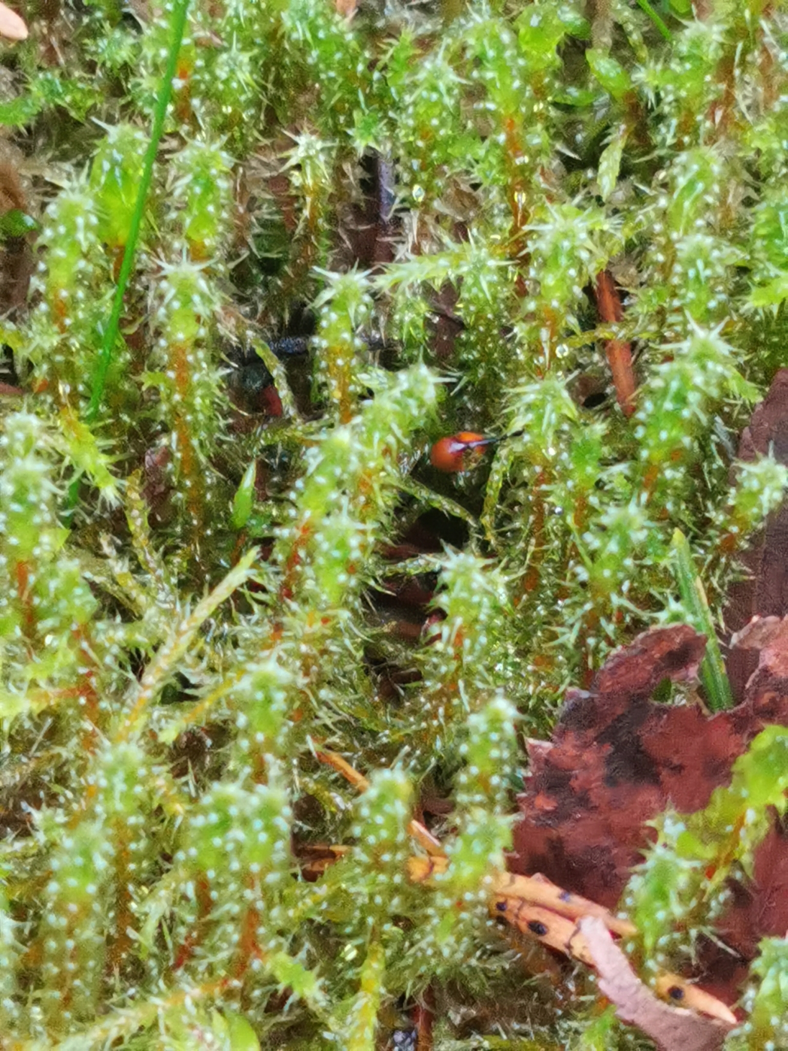 Rhytidiadelphus
