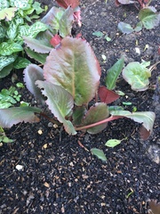 Bergenia