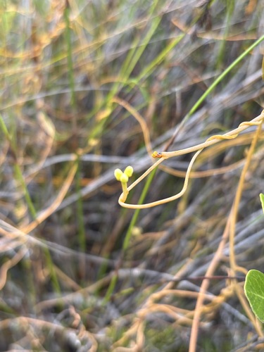 devil's tresses (Cassytha ciliolata)