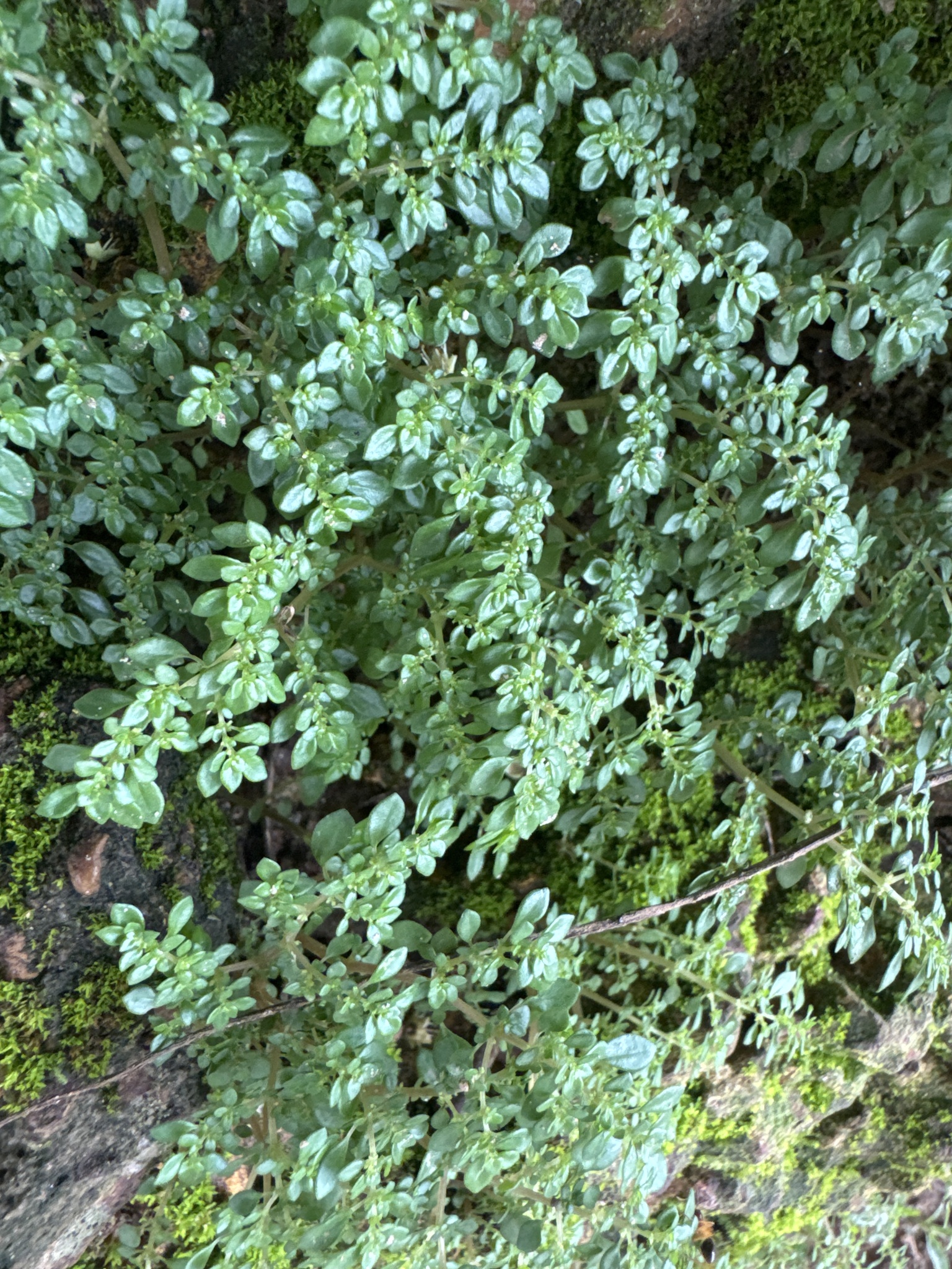 Pilea microphylla