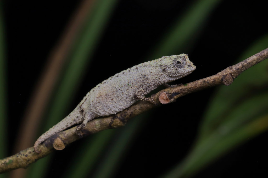 Brookesia nofy