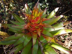 Tillandsia imperialis
