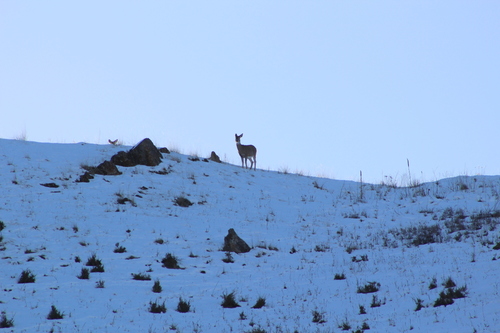 Northern Rocky Mountains White-tailed Deer