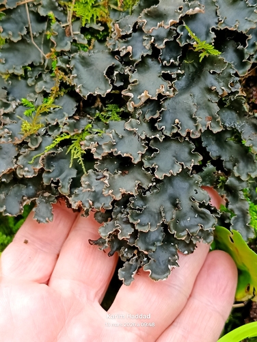Blacksaddle pelt lichen