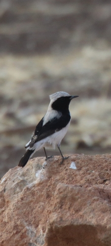 Finsch's Wheatear