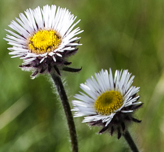Erigeron eriocalyx