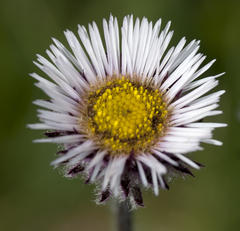 Erigeron eriocalyx