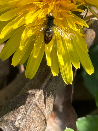 Unknown species found near Chesterfield Dr, Clarksville, TN, US