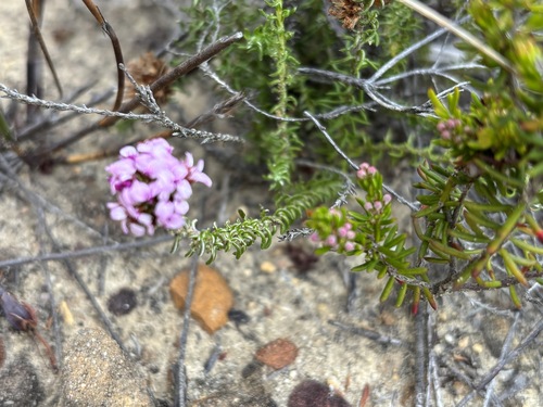 Fine Desperado (Disparago ericoides)