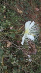 Capparis grandiflora