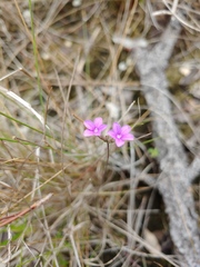 Buchnera floridana
