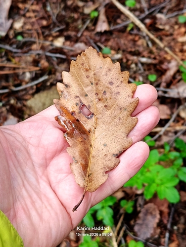 Algerian oak