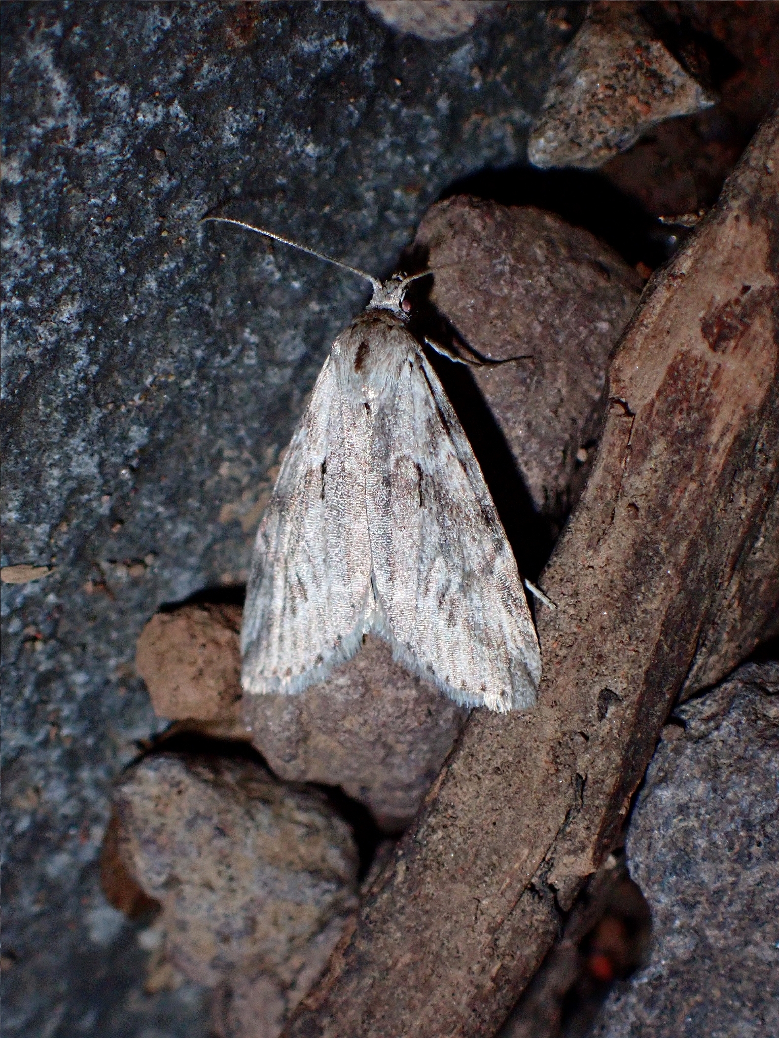 Gerarctia poliotis