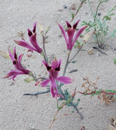 Alstroemeria werdermannii (Alstroemeria werdermannii)
