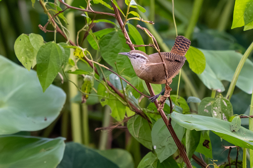 Buff-breasted Wren (Cantorchilus leucotis)