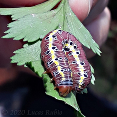 Argyrosticta decumana