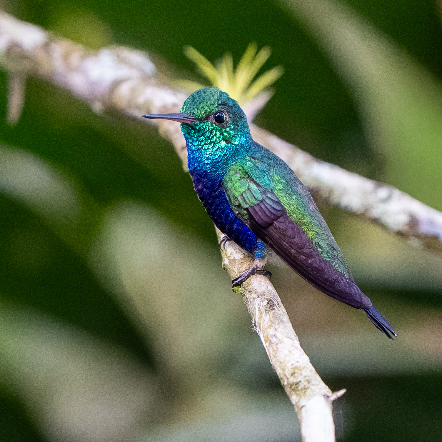 Violet-bellied Hummingbird (Chlorestes julie), photo 4
