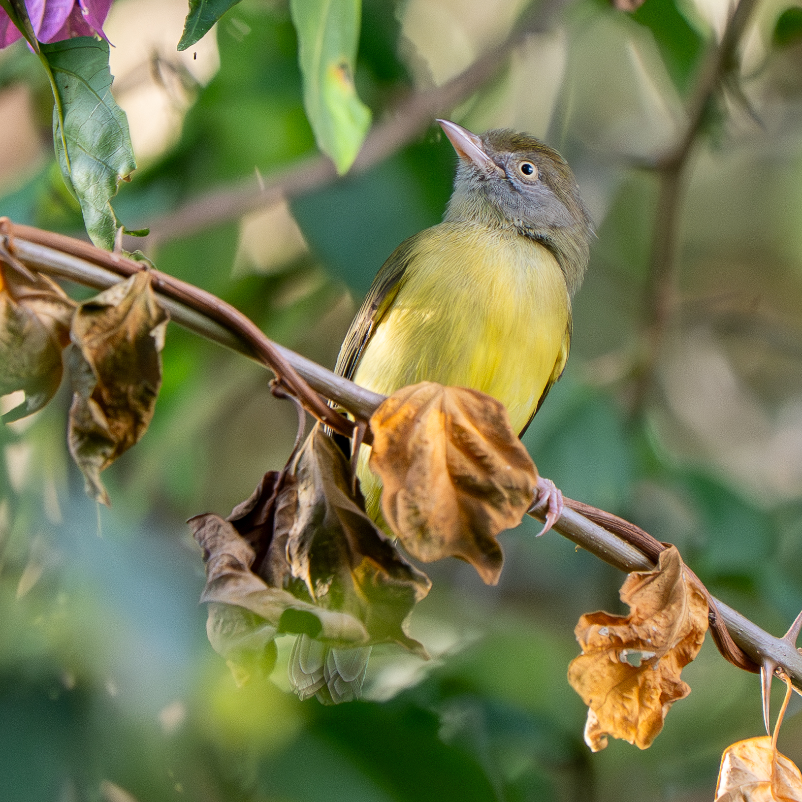 Scrub Greenlet (Hylophilus flavipes), photo 4
