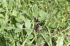 Vicia narbonensis