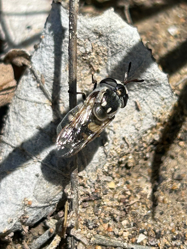 Unknown species found near Travis County, US-TX, US