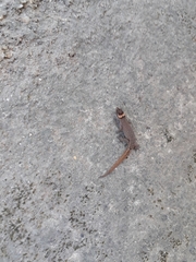 Lepidoblepharis sanctaemartae