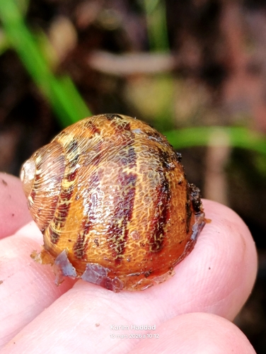 Garden Snail
