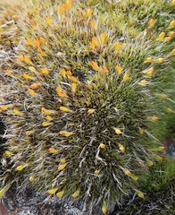 Coscinodon calyptratus